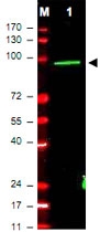 PAB10345 - c-Myc Epitope Tag (EQKLISEEDL)