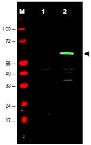 PAB10345 - c-Myc Epitope Tag (EQKLISEEDL)