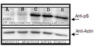 PAB10351 - Phosphoserine