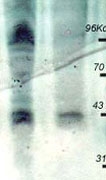 PAB10352 - Phosphothreonine