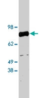 PAB10384 - SPARC / Osteonectin