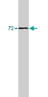 PAB10405 - SR-alpha / SRPR