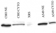 PAB1076 - XRCC5 / Ku80 / Ku86