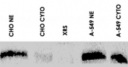 PAB1077 - XRCC5 / Ku80 / Ku86