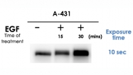 PAB10948 - EGFR / ERBB1