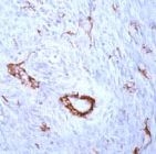 PAB11173 - ACTA2 / aortic smooth muscle Actin