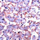 PAB11188 - Annexin A6 / ANXA6
