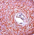 PAB11202 - Cadherin