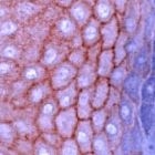 PAB11203 - CD324 / Cadherin-1