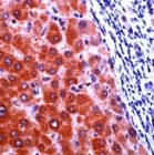 PAB11210 - XPO2 / Exportin-2