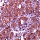 PAB11212 - Caspase-10