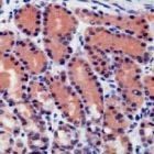 PAB11213 - Caspase-8 / FLICE