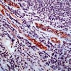 PAB11220 - CD105 / Endoglin