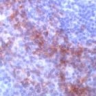 PAB11222 - CD138 / Syndecan-1