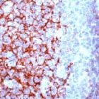 PAB11226 - CD23