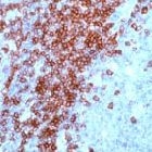 PAB11227 - CD3