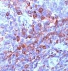 PAB11228 - CD247 / CD3Z