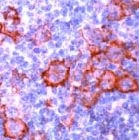 PAB11229 - CD40