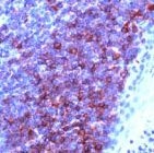 PAB11234 - CD79a