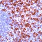 PAB11235 - CD8