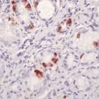 PAB11241 - Cholecystokinin / CCK