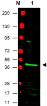 PAB11248 - PPAR-gamma