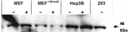 PAB11263 - SMAD3