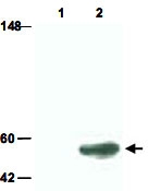 PAB11264 - SMAD3