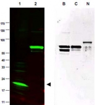 PAB11267 - SPANXC