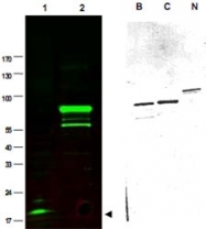 PAB11268 - SPANXC