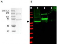 PAB11270 - SAE1 / AOS1