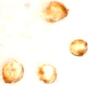 PAB11271 - IAP4 / BIRC5