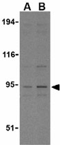 PAB11281 - CD284 / TLR4