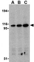 PAB11282 - CD288 / TLR8
