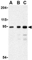PAB11283 - CD289 / TLR9