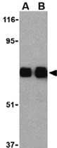 PAB11284 - CD290 / TLR10