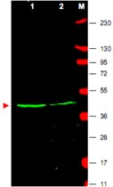 PAB11291 - WNT1