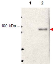 PAB11307 - STAT5 / STAT5A