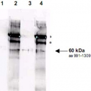 PAB11310 - RAD9