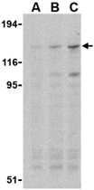 PAB11332 - TLR7