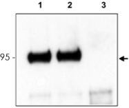 PAB11334 - TrkC