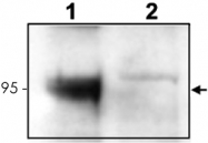PAB11334 - TrkC