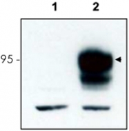 PAB11334 - TrkC