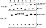 PAB11357 - SMT3