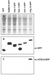 PAB11358 - ATG12 / APG12