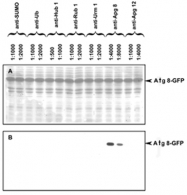 PAB11359 - APG8 / ATG8