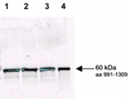 PAB11362 - RAD9