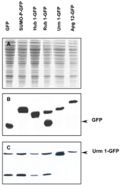 PAB11366 - URM1