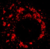 PAB11372 - SARS ORF1ab polyprotein