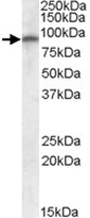 PAB11410 - Glutamate receptor 4 / GLUR4